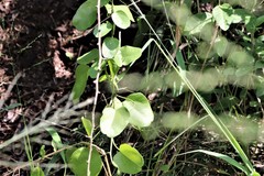 Cocculus diversifolius