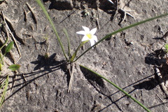Romulea flava viridiflora