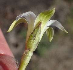Romulea flava viridiflora