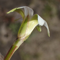 Romulea flava viridiflora
