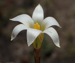 Romulea flava viridiflora