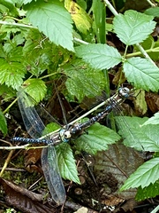 Aeshna palmata