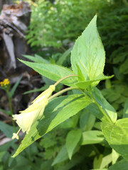 Epilobium luteum