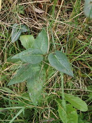 Hieracium eminentiforme