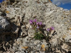 Chaenorhinum serpyllifolium