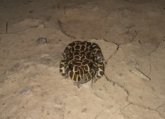 Leptodactylus laticeps