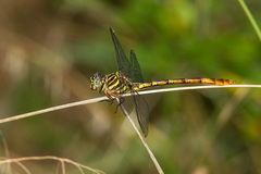 Aphylla angustifolia