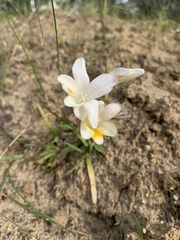 Freesia leichtlinii