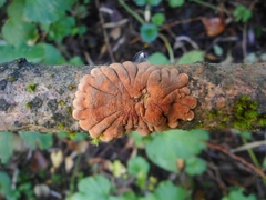 Hypocreopsis lichenoides