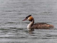 Podiceps cristatus
