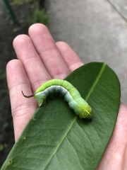 Macroglossum corythus