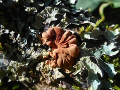 Hypocreopsis lichenoides