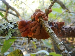 Hypocreopsis lichenoides