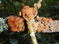Hypocreopsis lichenoides