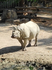Rhinocerotidae