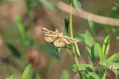 Heliomata glarearia