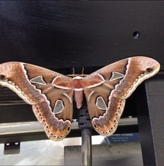 Rothschildia cinctus cinctus