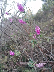 Indigofera elandsbergensis