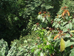 Elaeocarpus ferrugineus