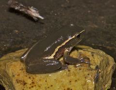 Ranoidea nudidigita