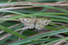 Heliomata glarearia