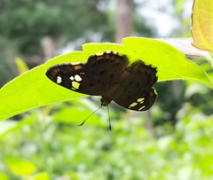 Coladenia indrani