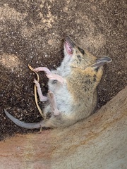 Sminthopsis crassicaudata