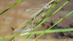 Austrolestes aridus