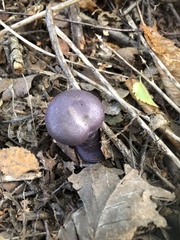 Cortinarius porphyroideus