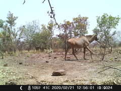 Hippotragus equinus koba