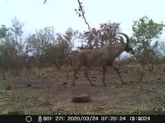 Hippotragus equinus koba