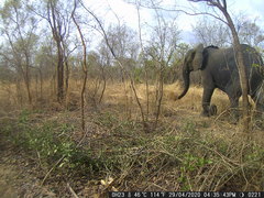 Loxodonta