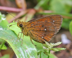 Iambrix salsala luteipalpis