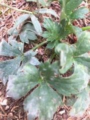 Ranunculus tuberosus