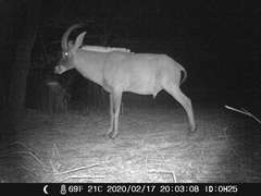 Hippotragus equinus koba