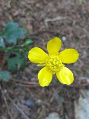 Ranunculus tuberosus