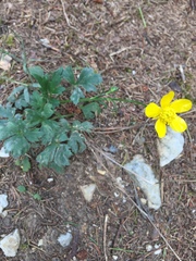 Ranunculus tuberosus