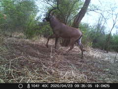 Hippotragus equinus koba