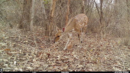 Northern Bushbuck