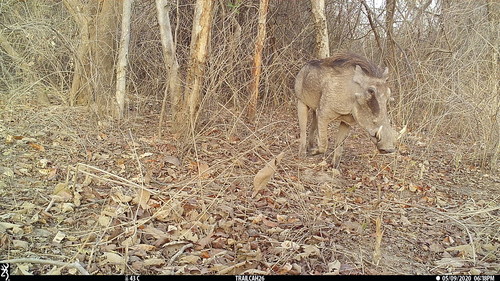 Northern Warthog