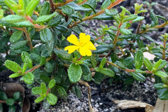 Hibbertia aspera