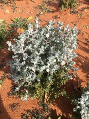 Dissocarpus paradoxus