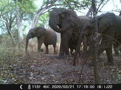 Loxodonta