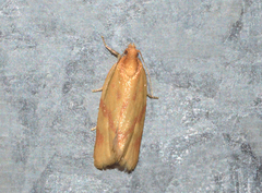 Clepsis pallidana
