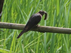 Cacomantis passerinus