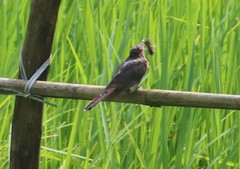 Cacomantis passerinus