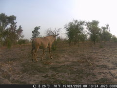 Hippotragus equinus koba
