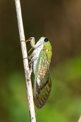 Neotibicen superbus