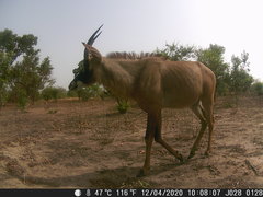 Hippotragus equinus koba