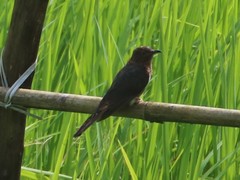 Cacomantis passerinus